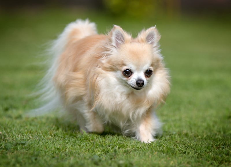 Chihuahua
