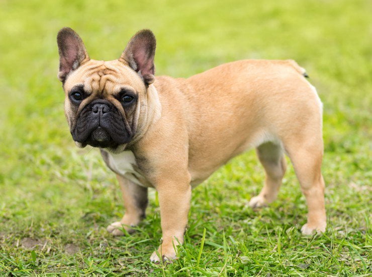 French Bulldog