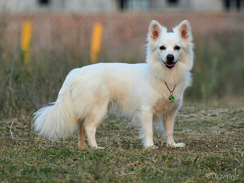 Indian-Spitz