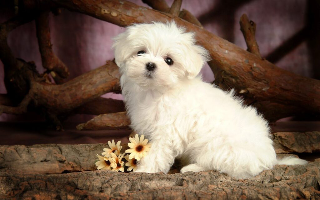 Maltese