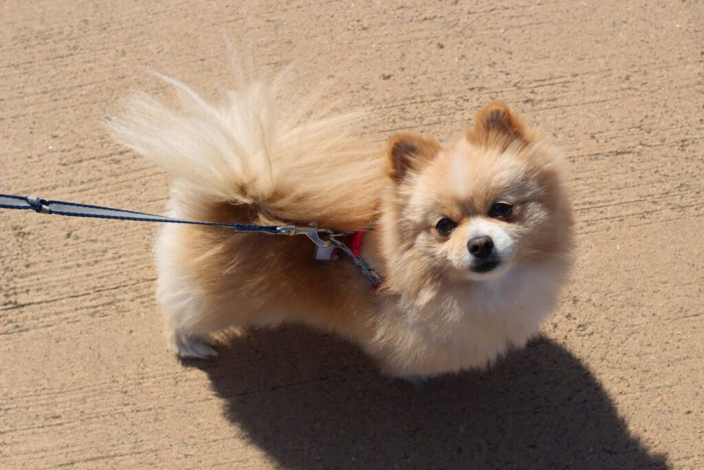 Pomeranian Dog