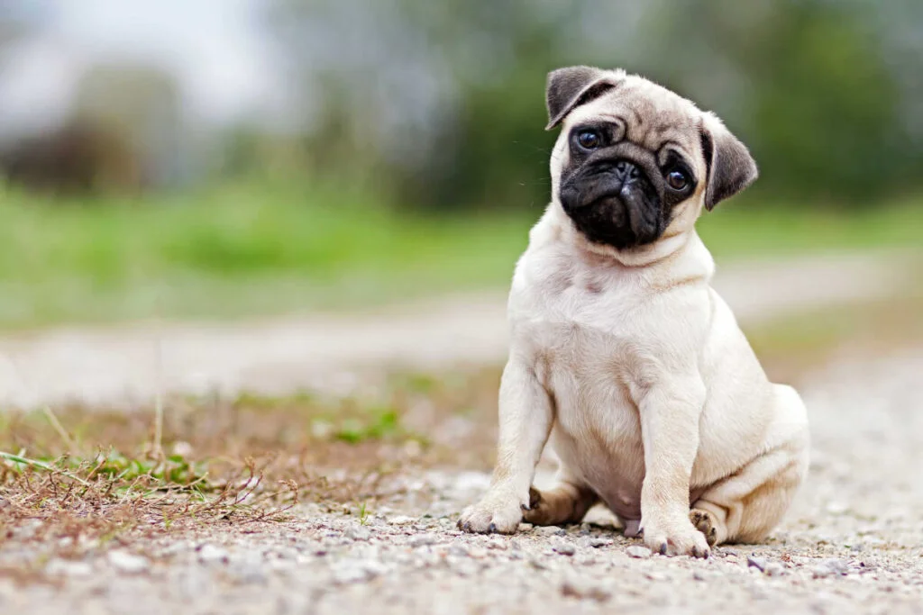 Top 10 Small Dog Breeds In India