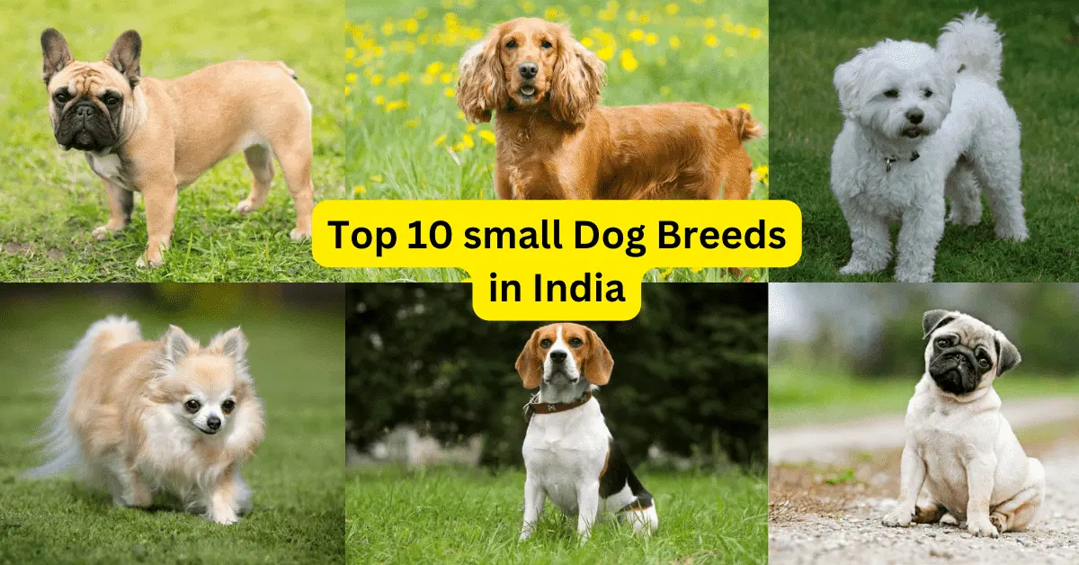 Top 10 Small Dog Breed In India 1.webp