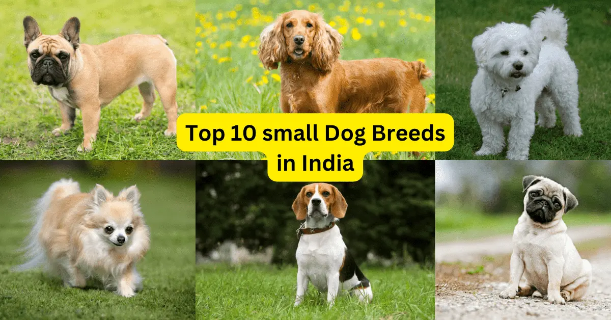 which is the best small dog breed