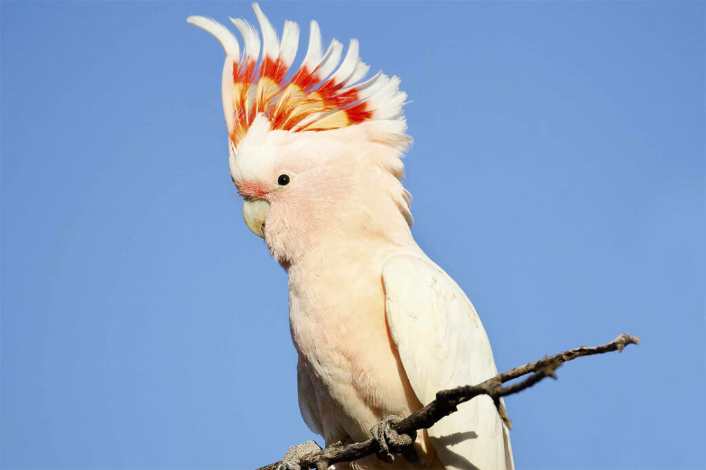 Cockatoos