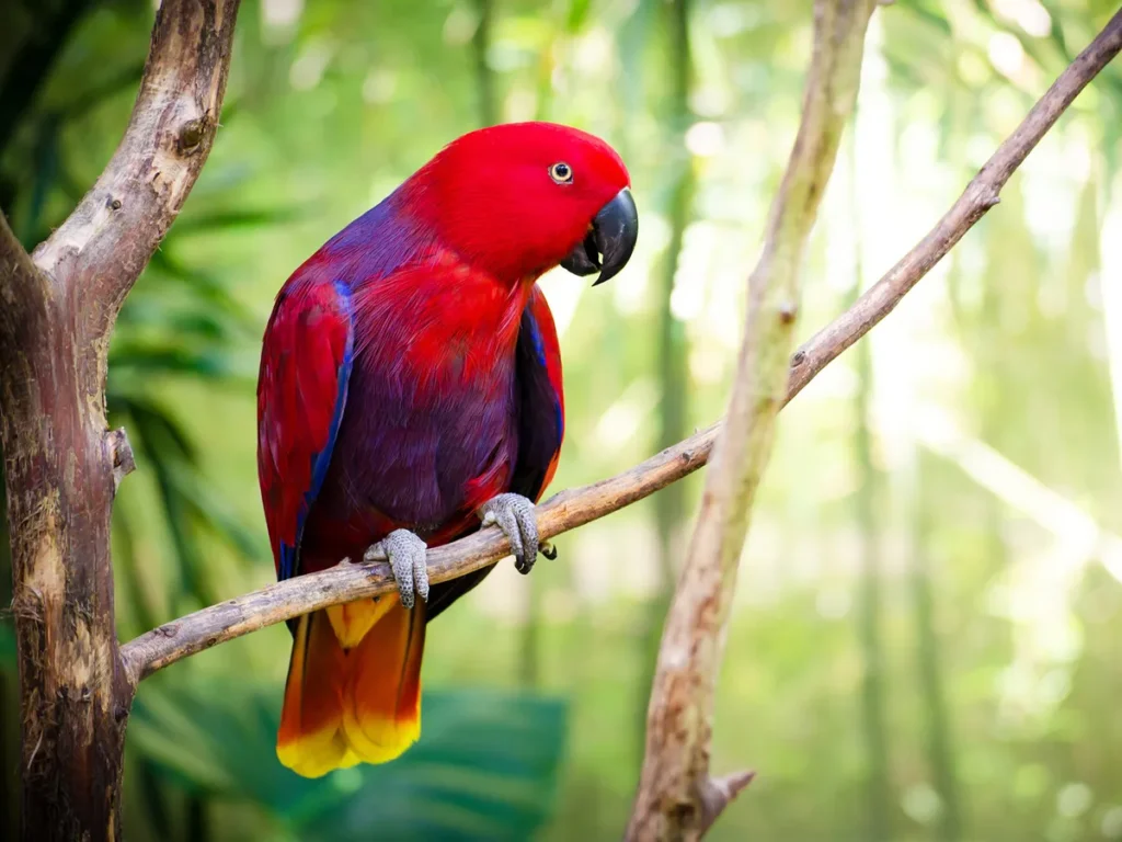 Eclectus Parrot