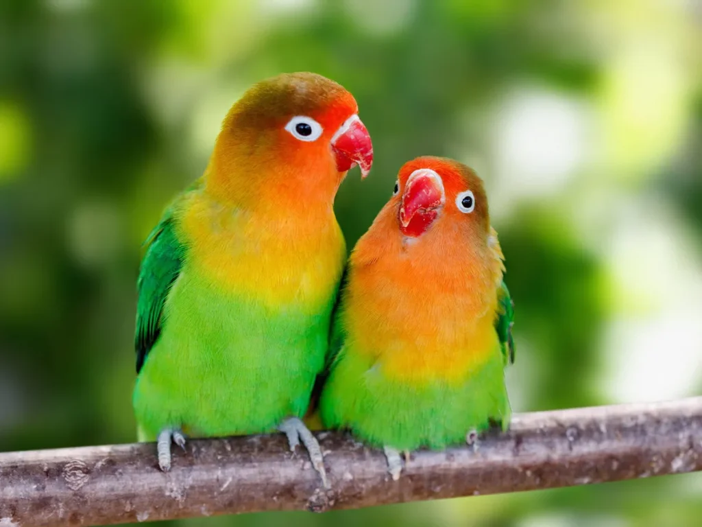 Love birds